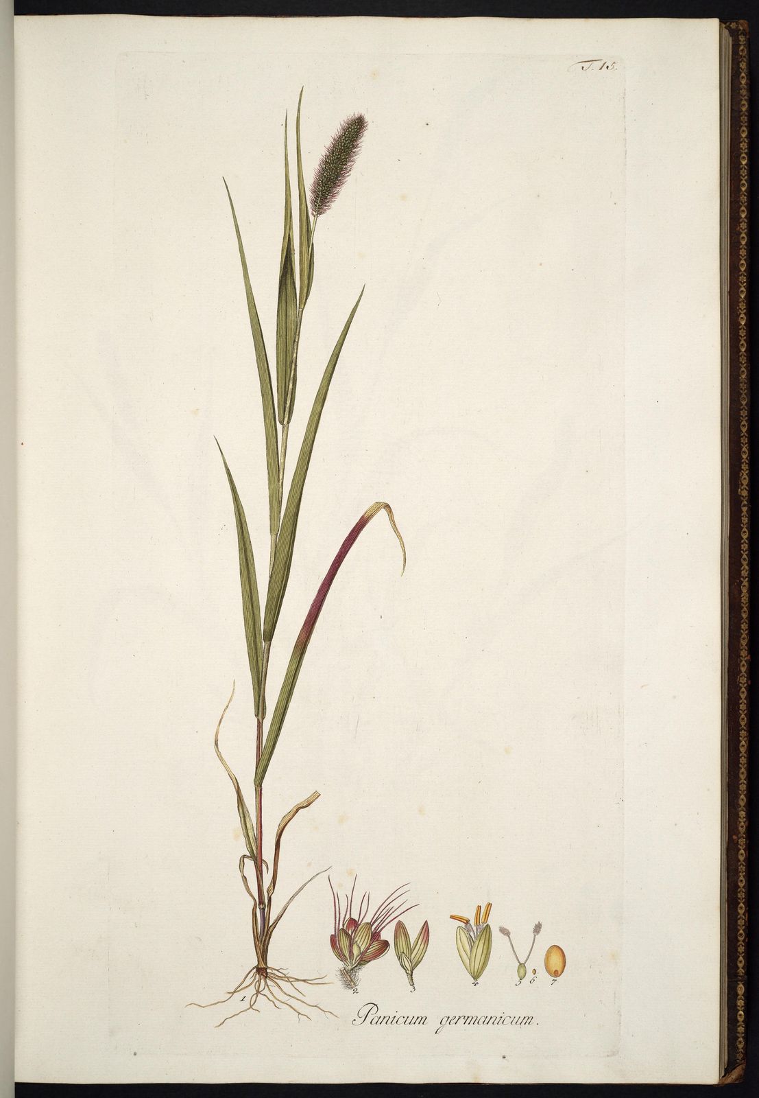 粟,采自奥地利植物学家霍斯特的《奥地利禾草图志》(1801—1809)