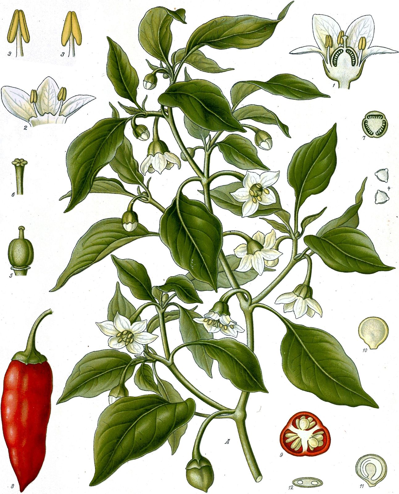 十九世纪《克勒药用植物图谱》中的辣椒（Capsicum annuum）：白花、红果及花果剖面